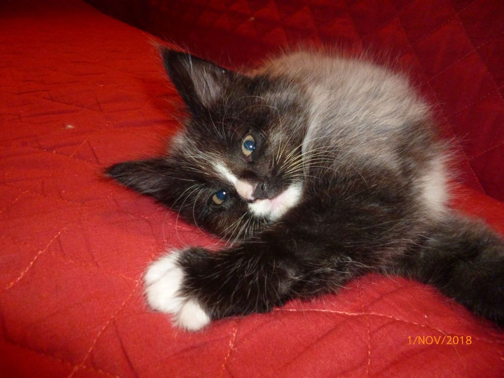 Gatti Norvegesi - cuccioli