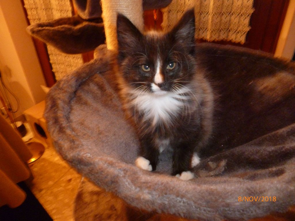 Gatti Norvegesi - cuccioli