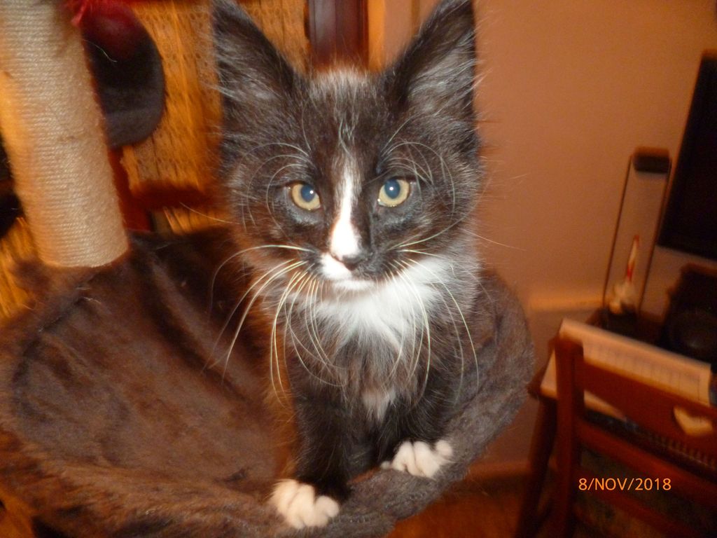 Gatti Norvegesi - cuccioli