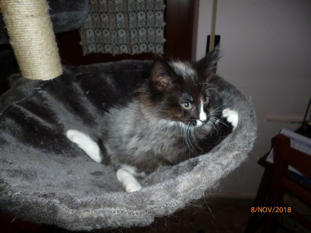 Gatti Norvegesi - cuccioli