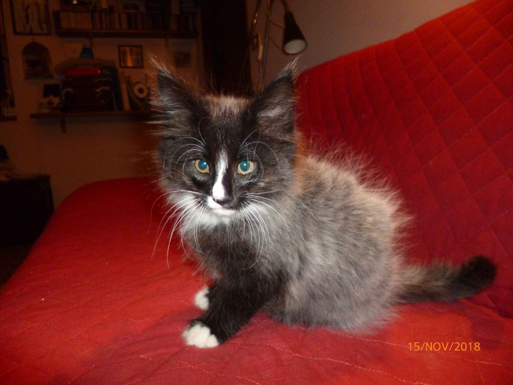 Gatti Norvegesi - cuccioli