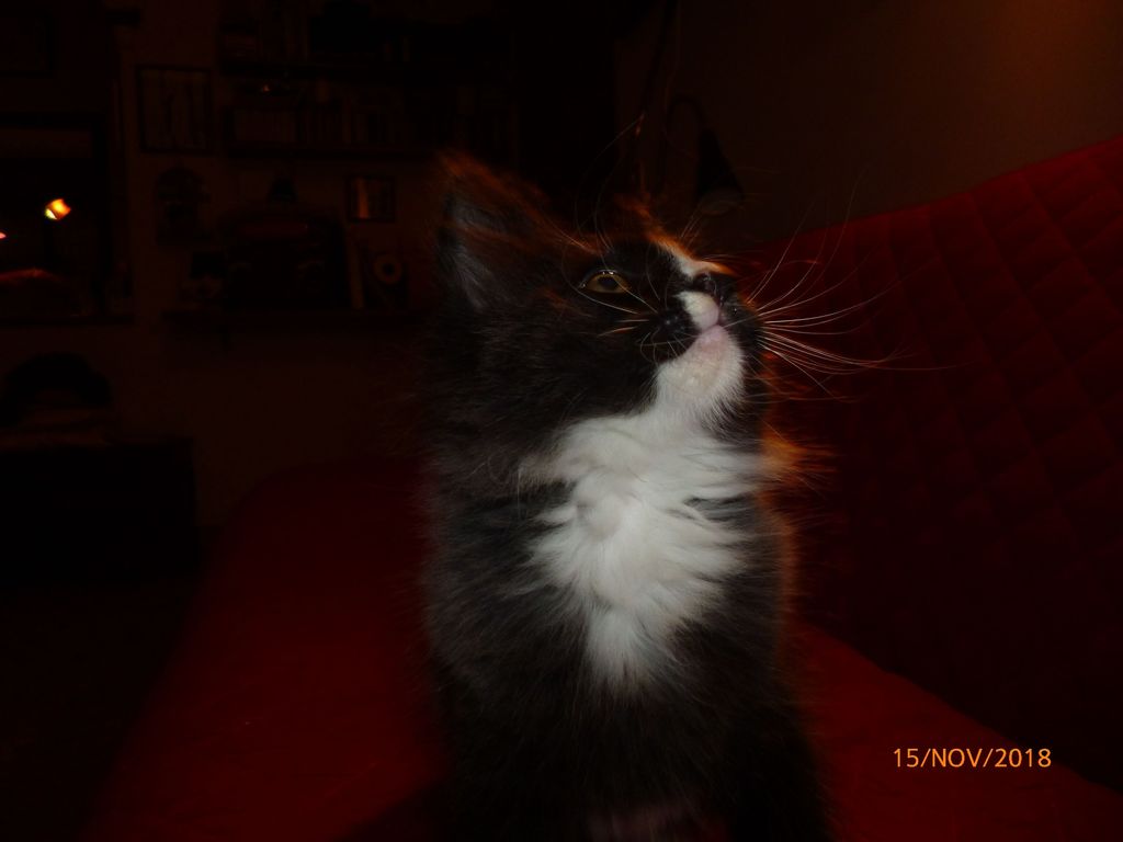 Gatti Norvegesi - cuccioli