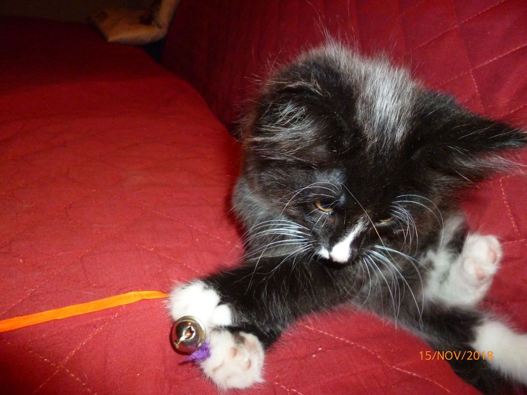 Gatti Norvegesi - cuccioli