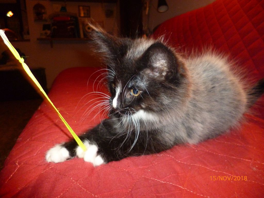 Gatti Norvegesi - cuccioli