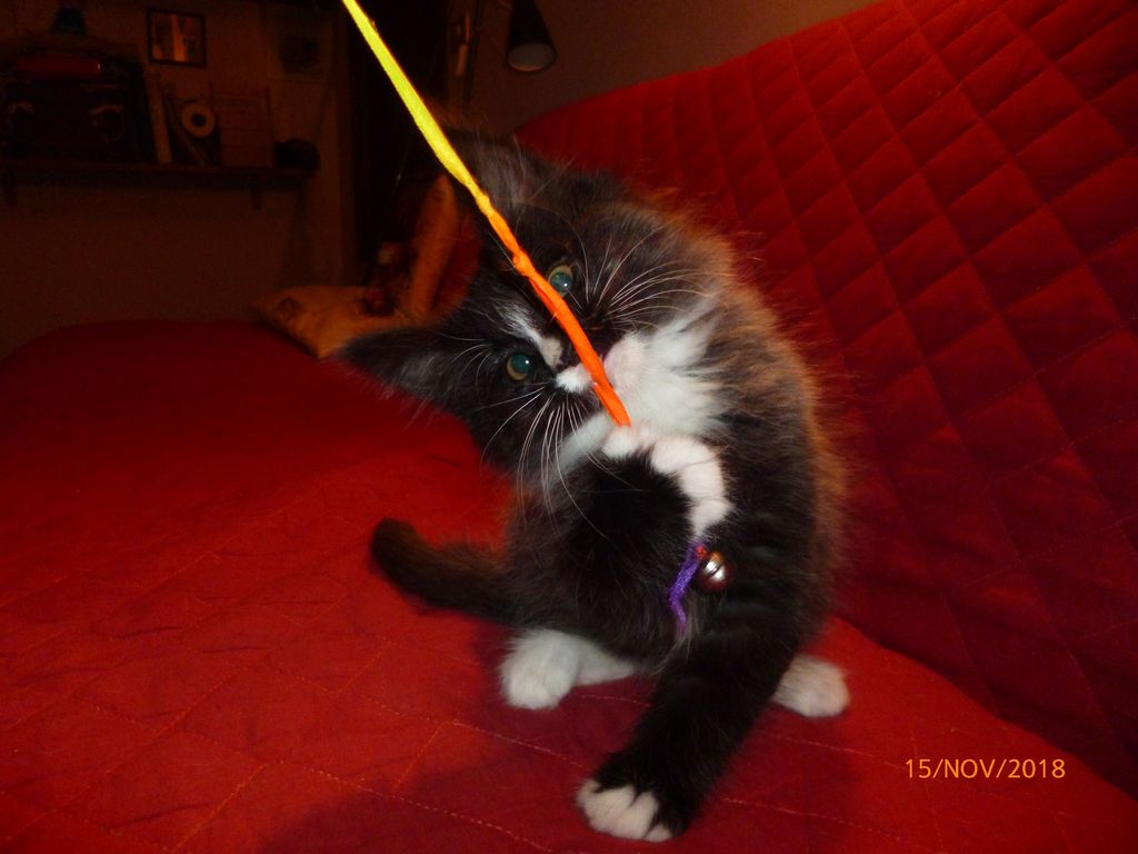 Gatti Norvegesi - cuccioli