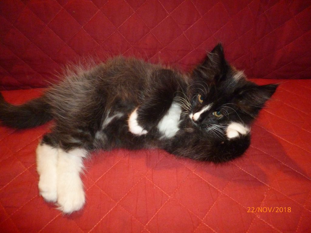 Gatti Norvegesi - cuccioli