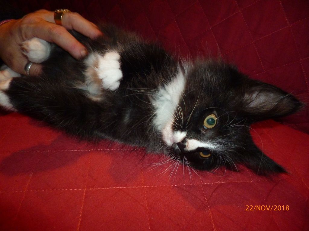 Gatti Norvegesi - cuccioli