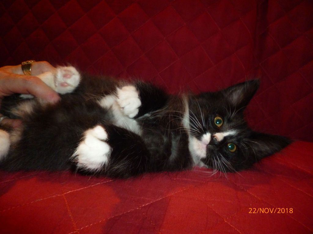 Gatti Norvegesi - cuccioli
