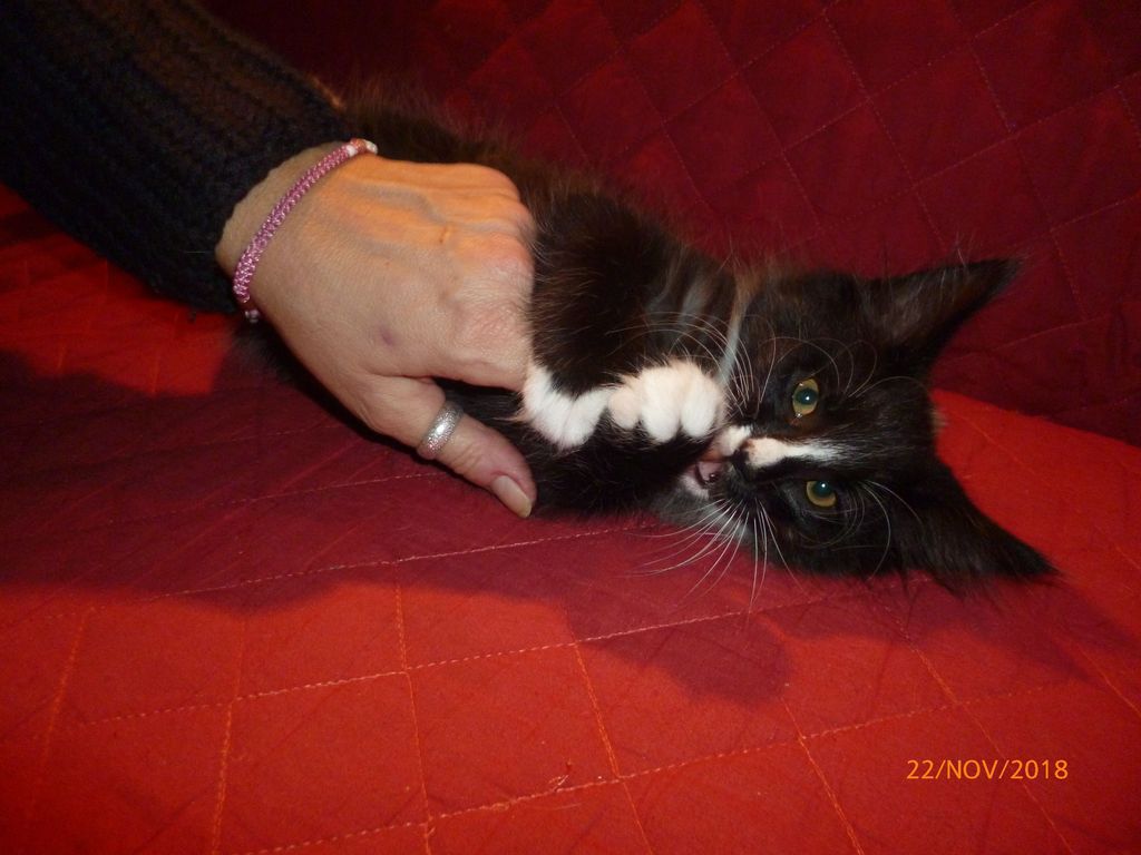 Gatti Norvegesi - cuccioli