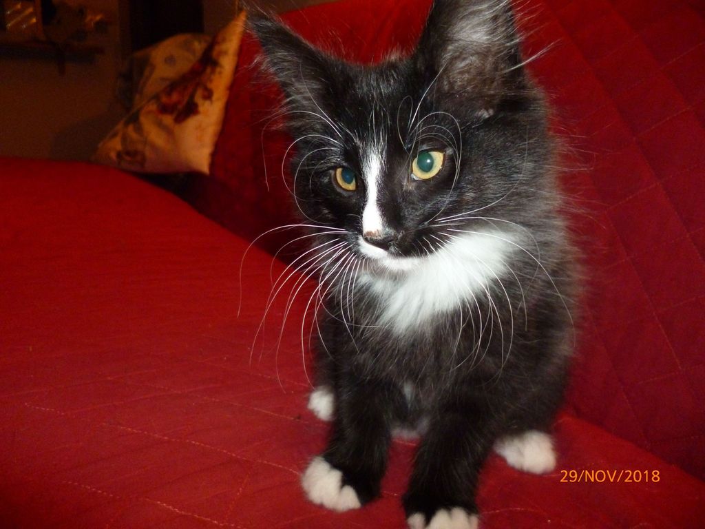 Gatti Norvegesi - cuccioli