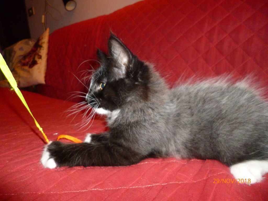 Gatti Norvegesi - cuccioli