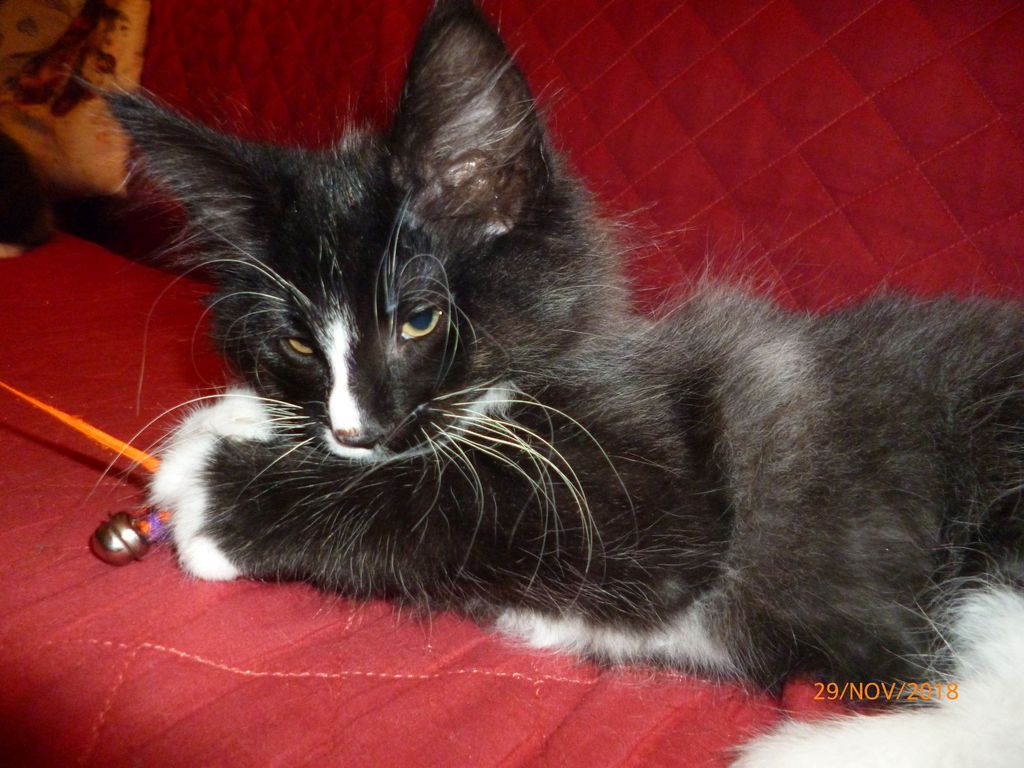 Gatti Norvegesi - cuccioli