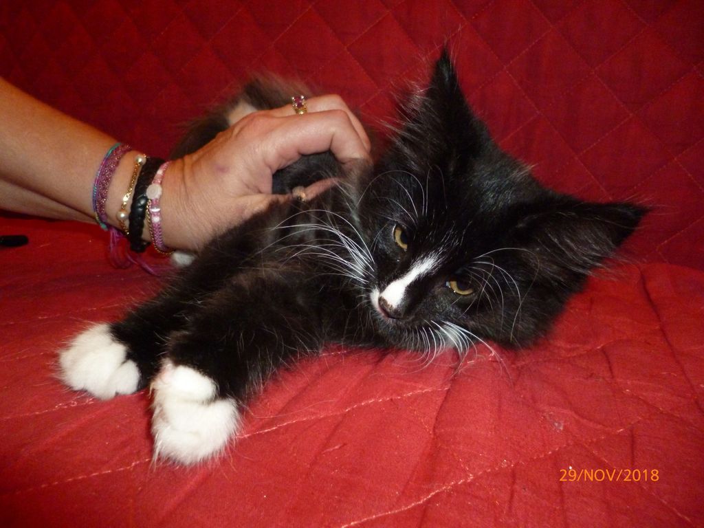 Gatti Norvegesi - cuccioli