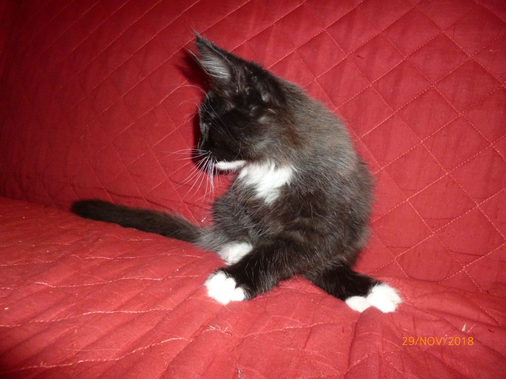Gatti Norvegesi - cuccioli