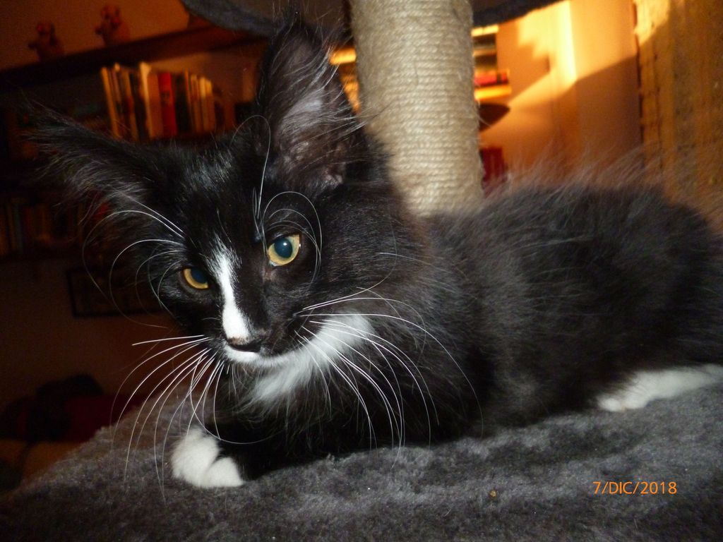 Gatti Norvegesi - cuccioli
