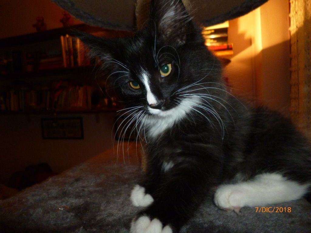Gatti Norvegesi - cuccioli