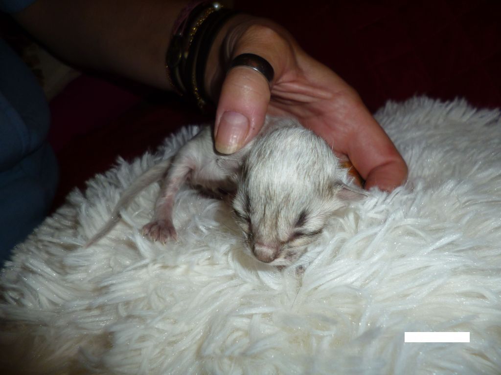 Gatti Norvegesi - cuccioli