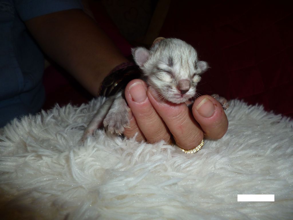 Gatti Norvegesi - cuccioli
