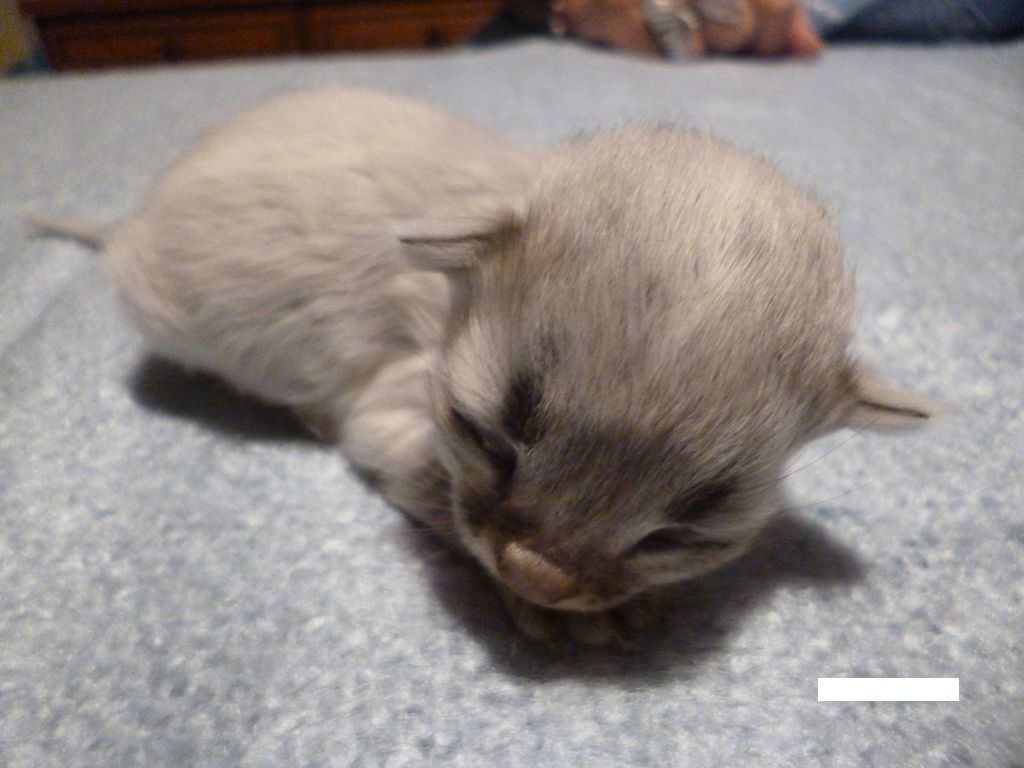 Gatti Norvegesi - cuccioli