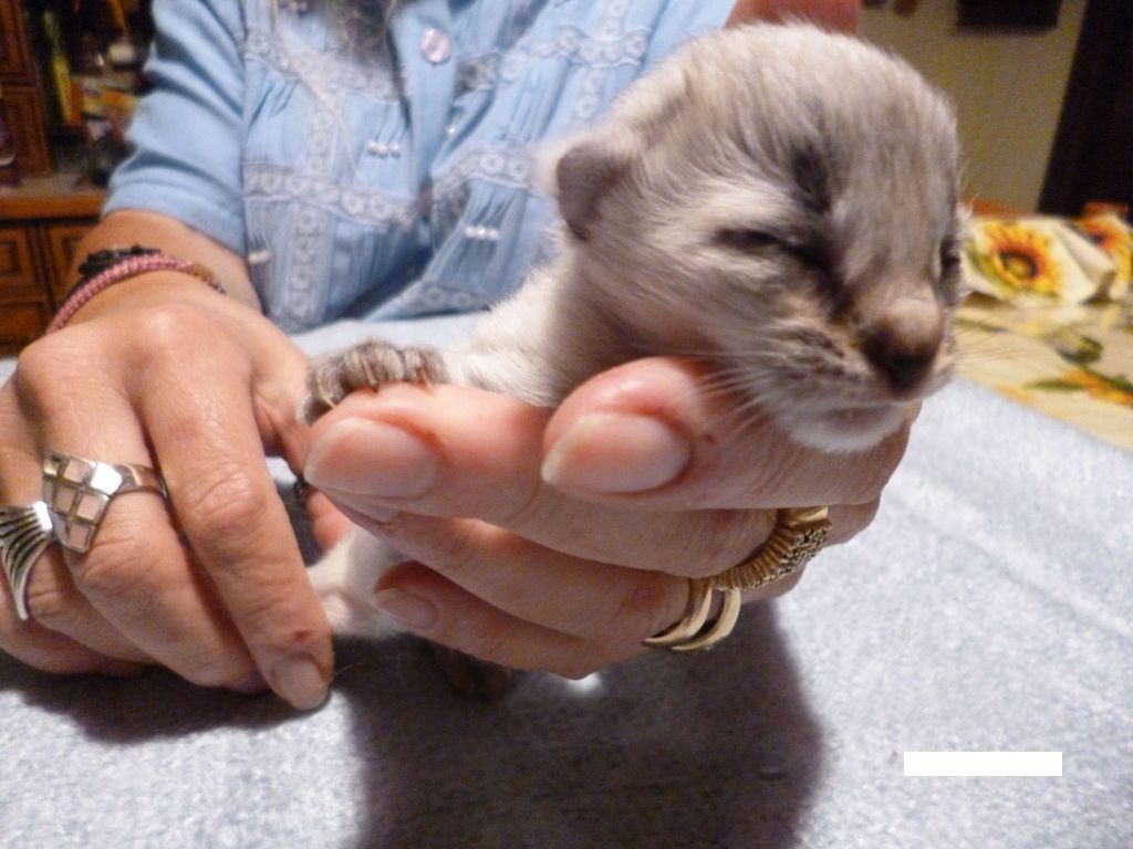 Gatti Norvegesi - cuccioli
