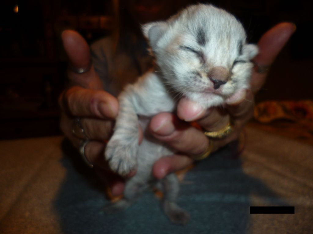 Gatti Norvegesi - cuccioli
