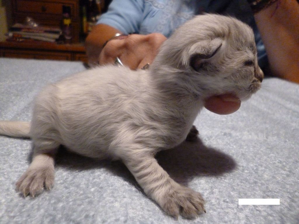 Gatti Norvegesi - cuccioli