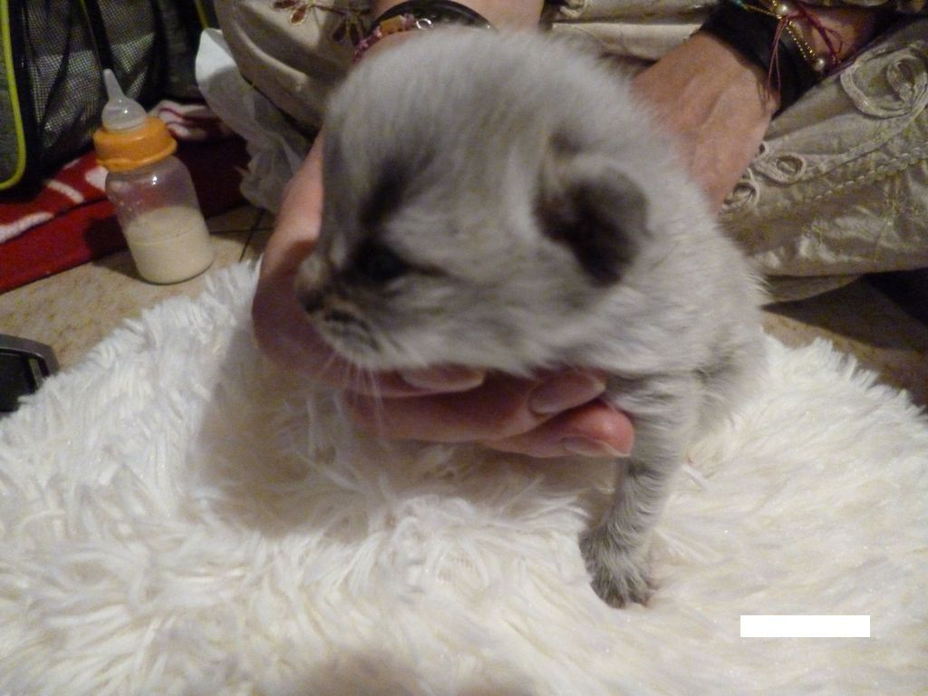 Gatti Norvegesi - cuccioli