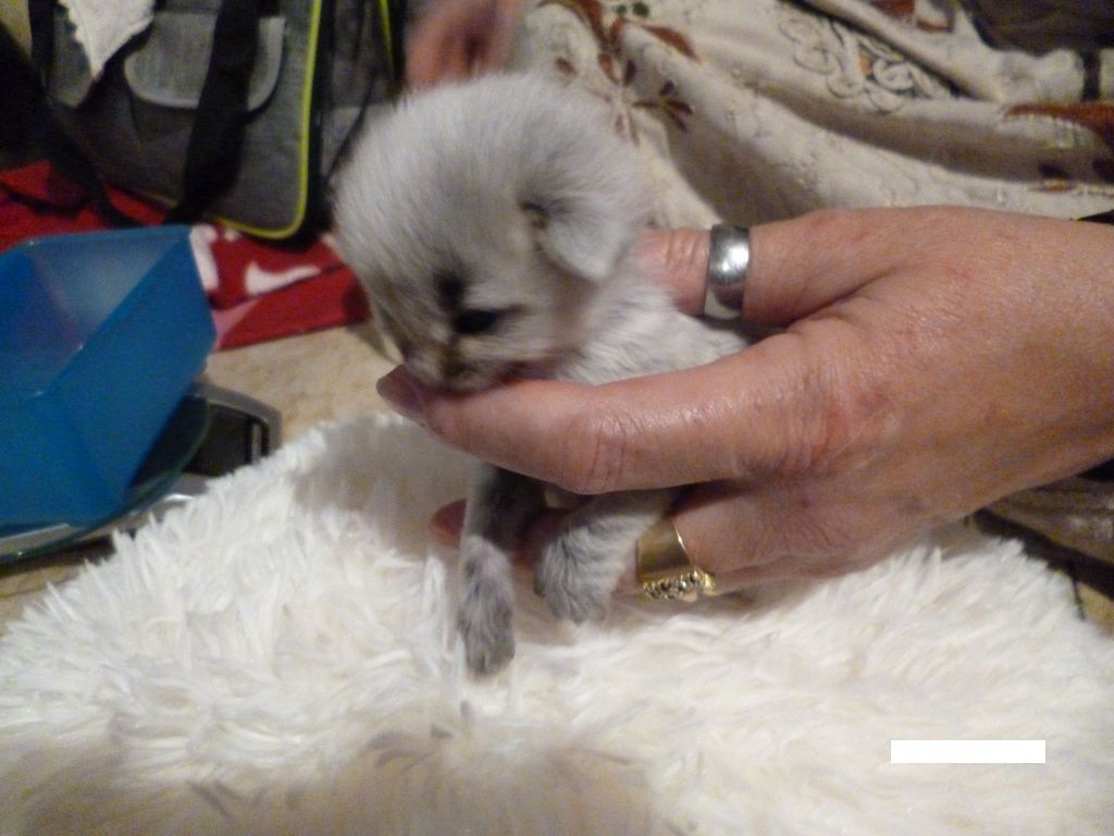 Gatti Norvegesi - cuccioli