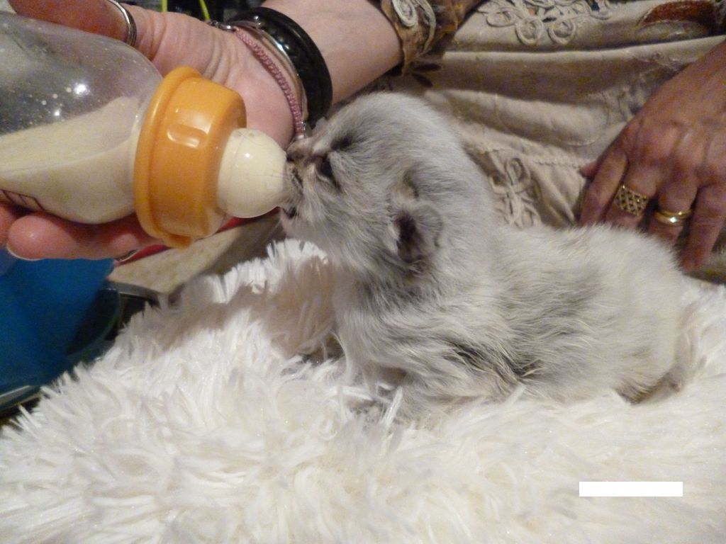 Gatti Norvegesi - cuccioli