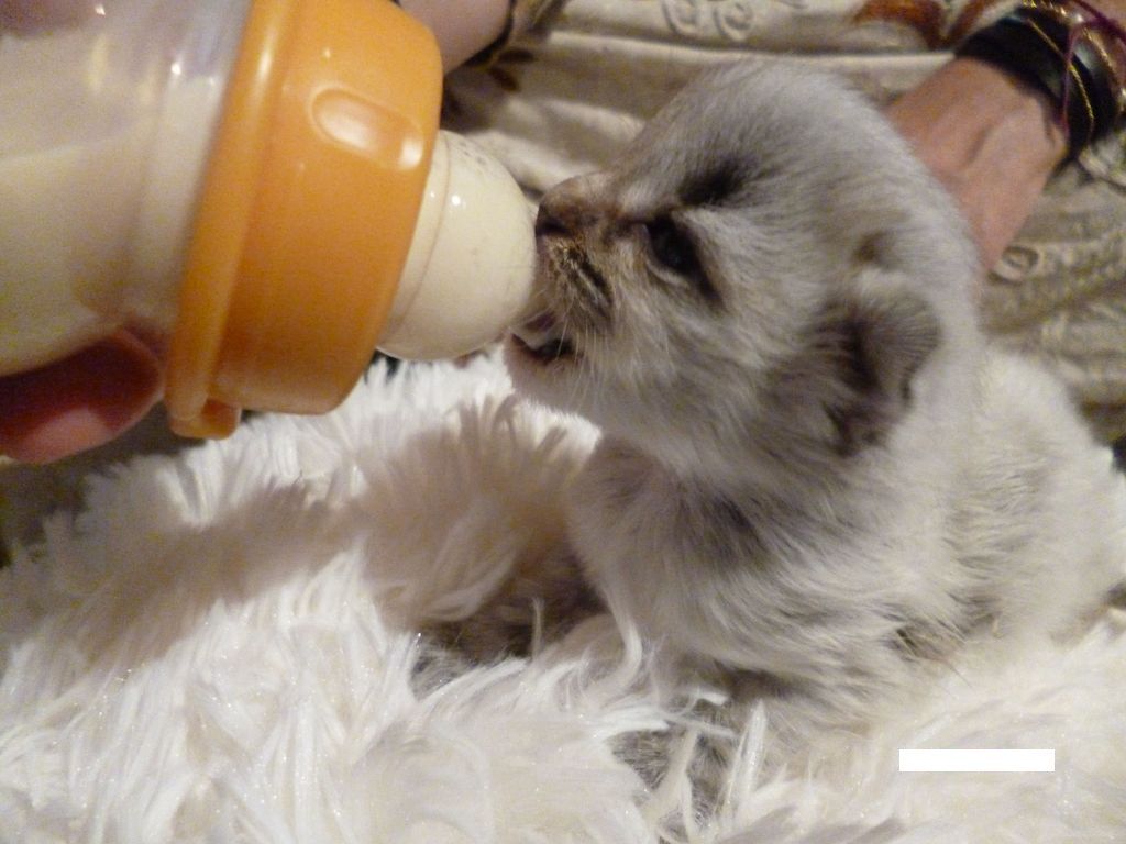 Gatti Norvegesi - cuccioli