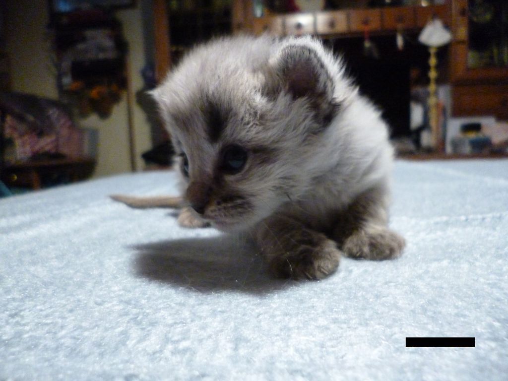 Gatti Norvegesi - cuccioli