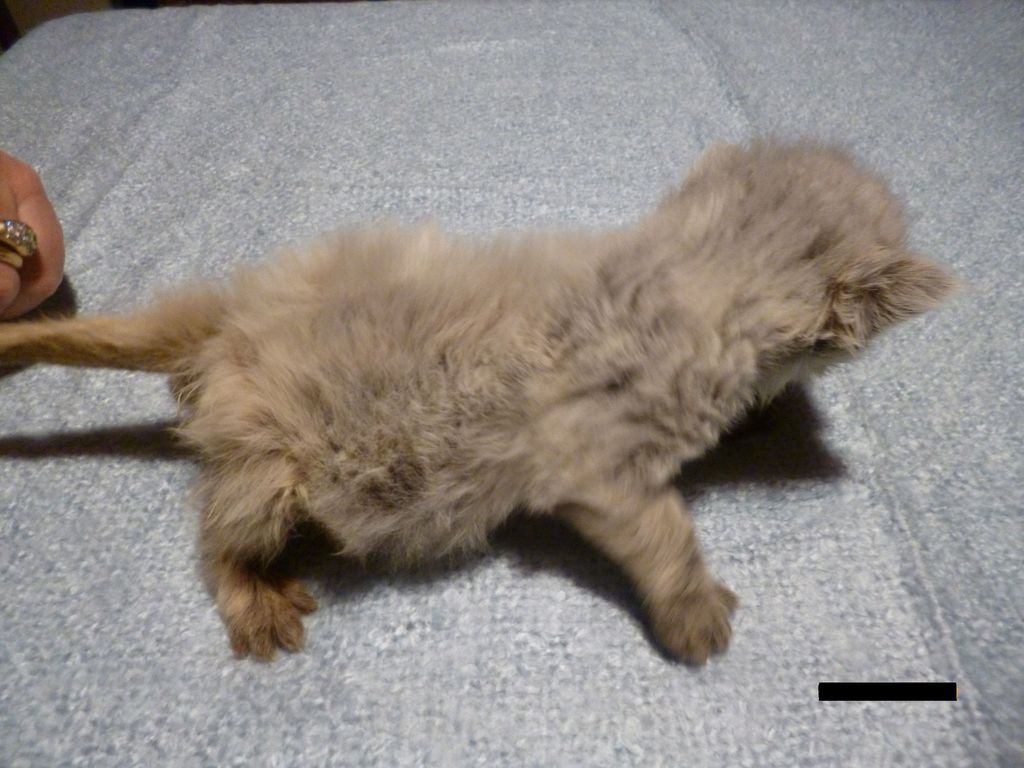 Gatti Norvegesi - cuccioli