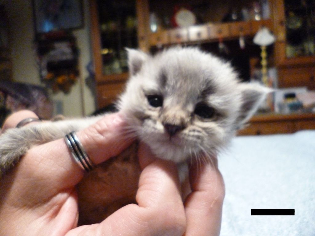 Gatti Norvegesi - cuccioli