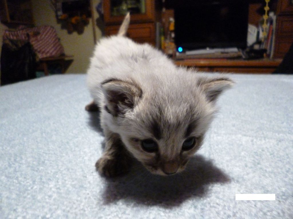 Gatti Norvegesi - cuccioli