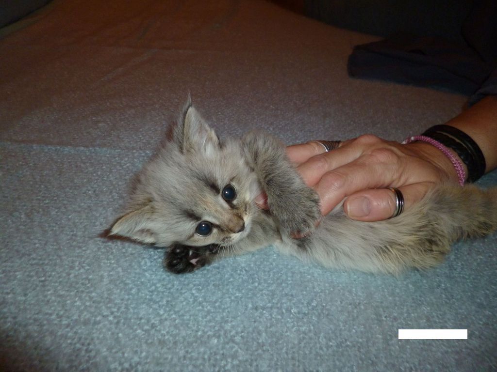 Gatti Norvegesi - cuccioli