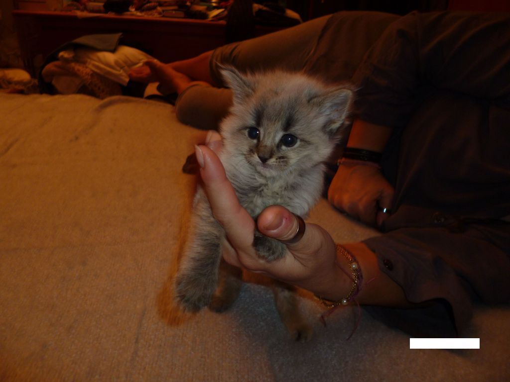 Gatti Norvegesi - cuccioli