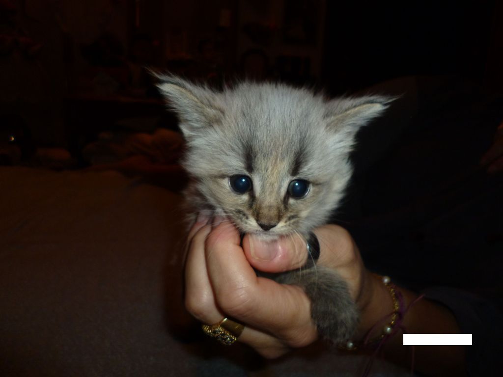 Gatti Norvegesi - cuccioli