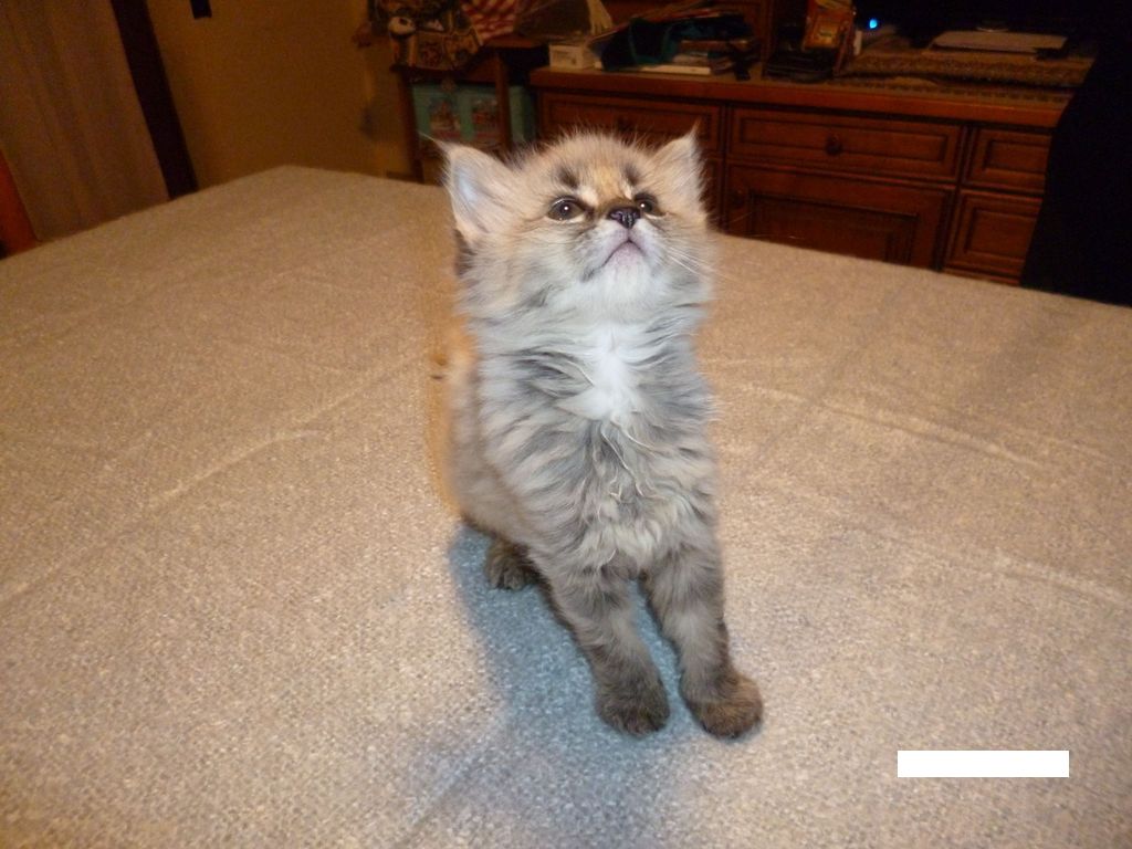 Gatti Norvegesi - cuccioli
