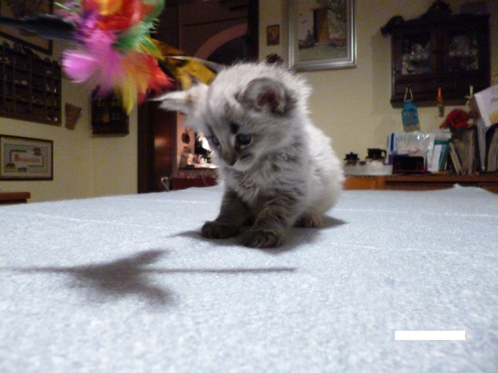Gatti Norvegesi - cuccioli