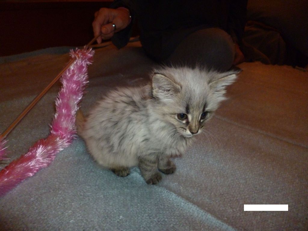 Gatti Norvegesi - cuccioli