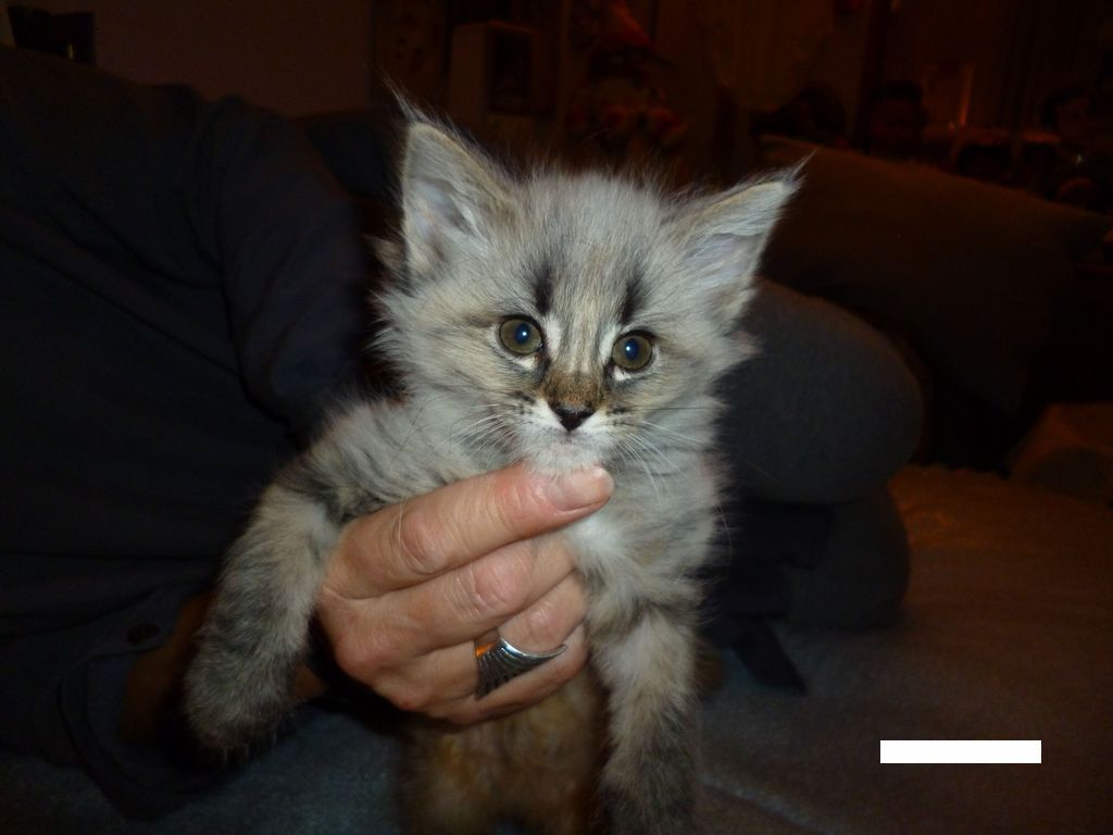 Gatti Norvegesi - cuccioli