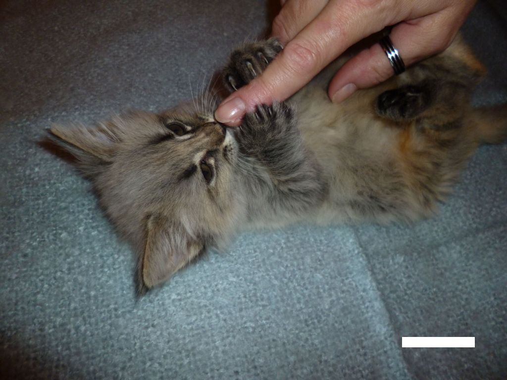 Gatti Norvegesi - cuccioli