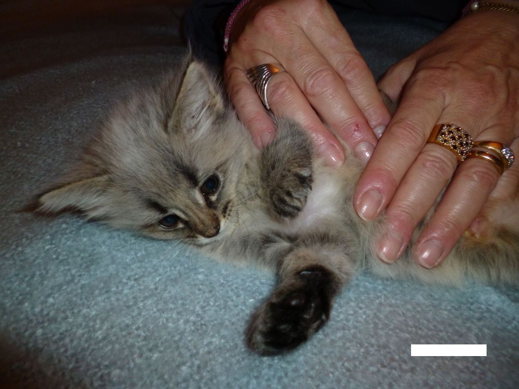 Gatti Norvegesi - cuccioli