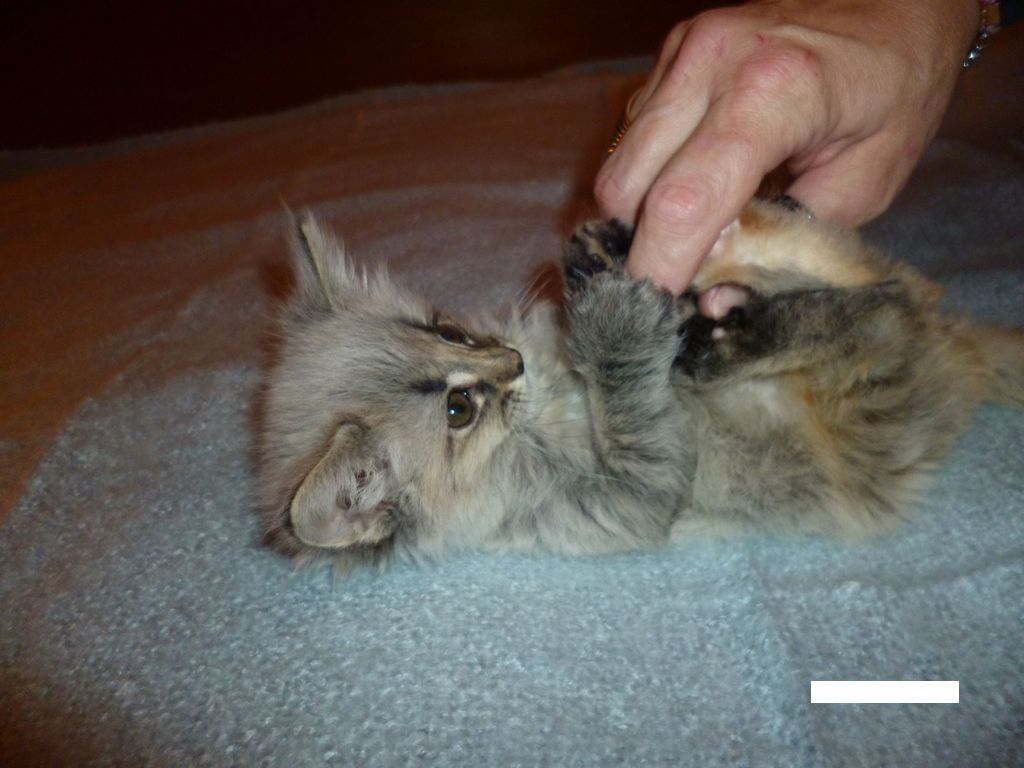 Gatti Norvegesi - cuccioli