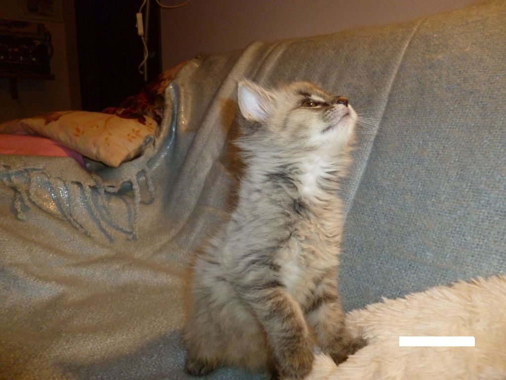 Gatti Norvegesi - cuccioli