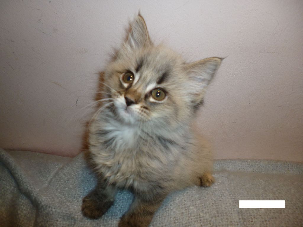 Gatti Norvegesi - cuccioli