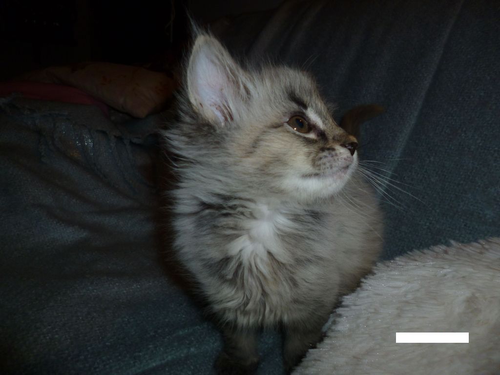 Gatti Norvegesi - cuccioli