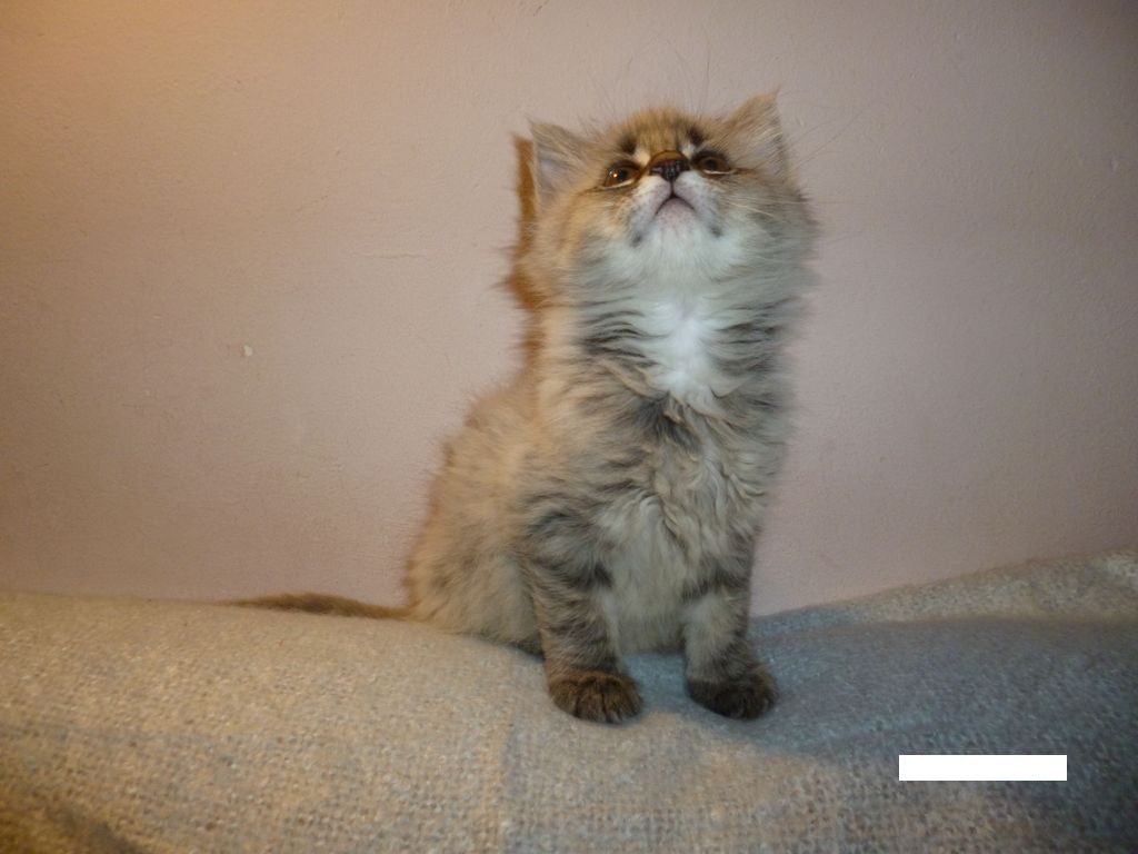 Gatti Norvegesi - cuccioli