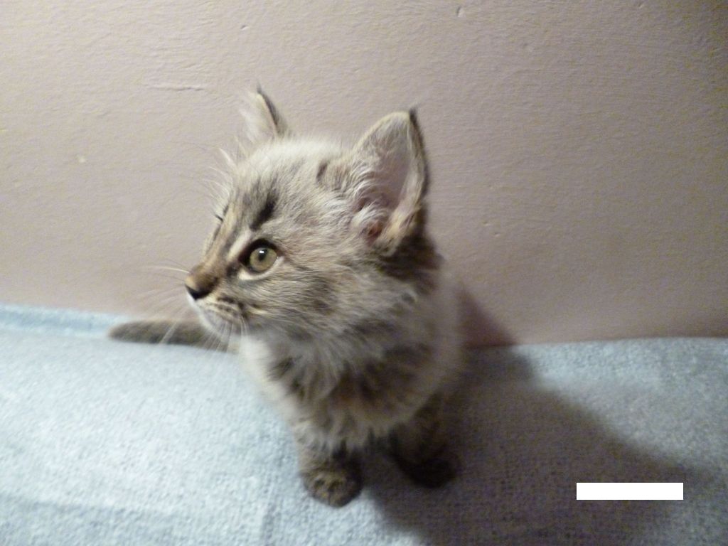 Gatti Norvegesi - cuccioli