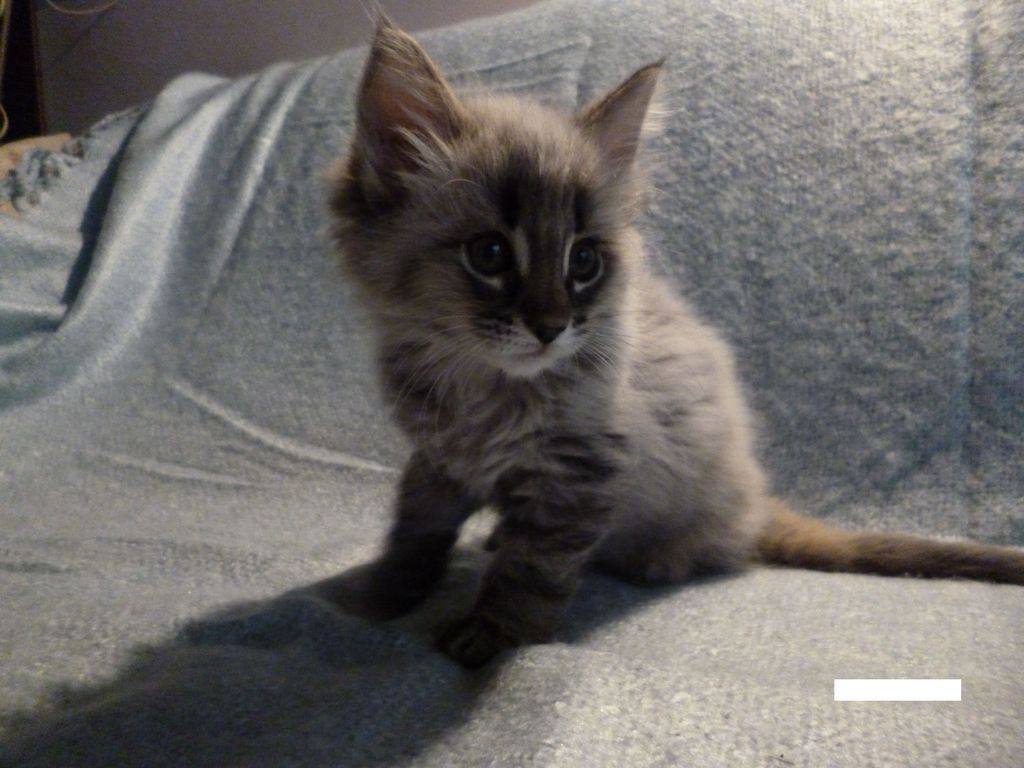 Gatti Norvegesi - cuccioli